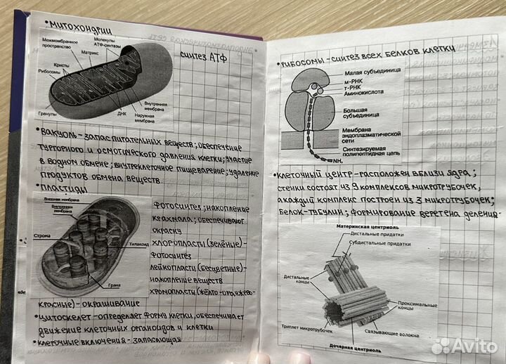 Шпаргалки ЕГЭ химия, биология, русский язык