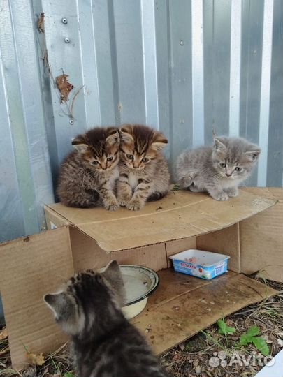 Котята ищут дом