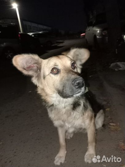 Собака в добрые руки