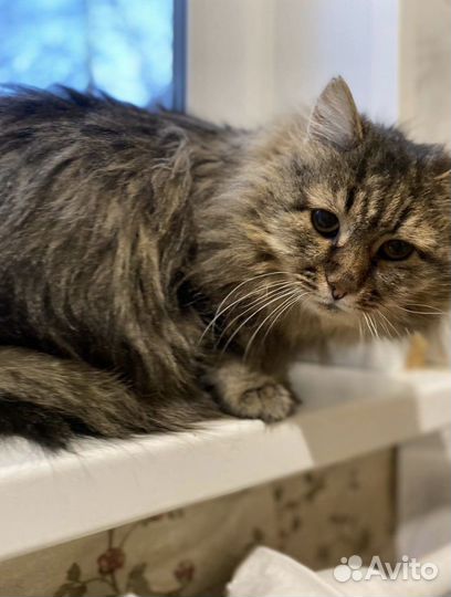 Кот ищет дом