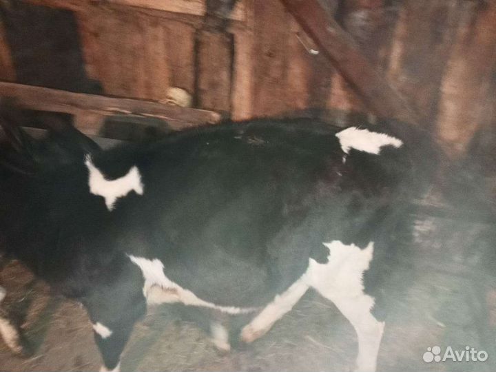 Бычки и телята