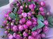 Цветы доставка: пионовидная кустовая роза розовая