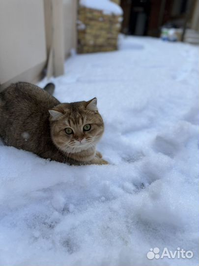 Кошка золотая шиншилла