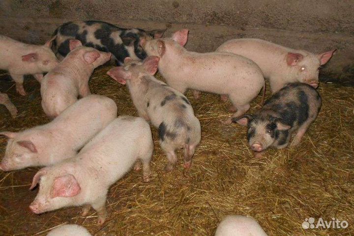Поросята ландрас и мангал