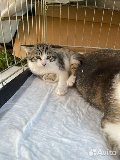 Милые котята 3 мес. приучены к лотку