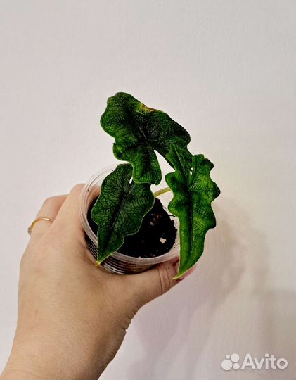 Алоказия Жаклин