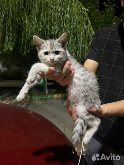 Кошка в дар