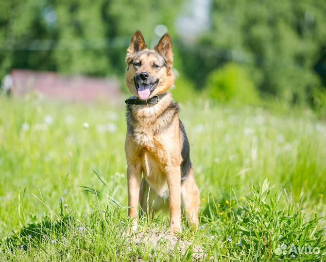 Собака /девочка. Рада