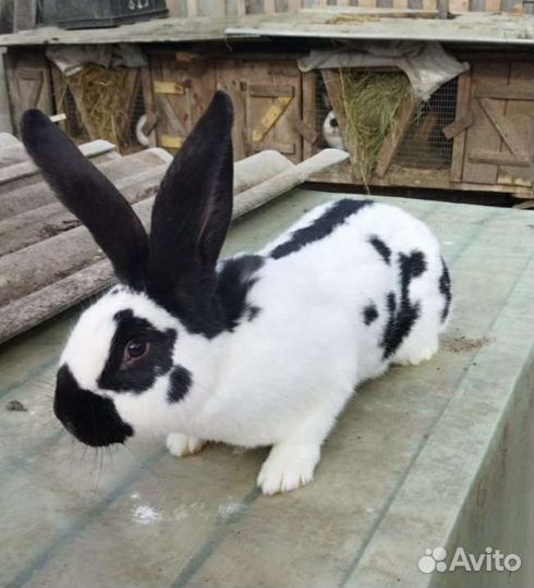 Кролик Строкач