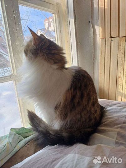 Кошечка в добрые руки