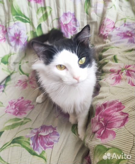 Котик в добрые руки