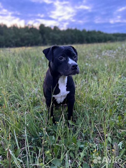 Щенки питбуля