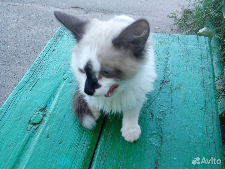 Котенок 4 месяца