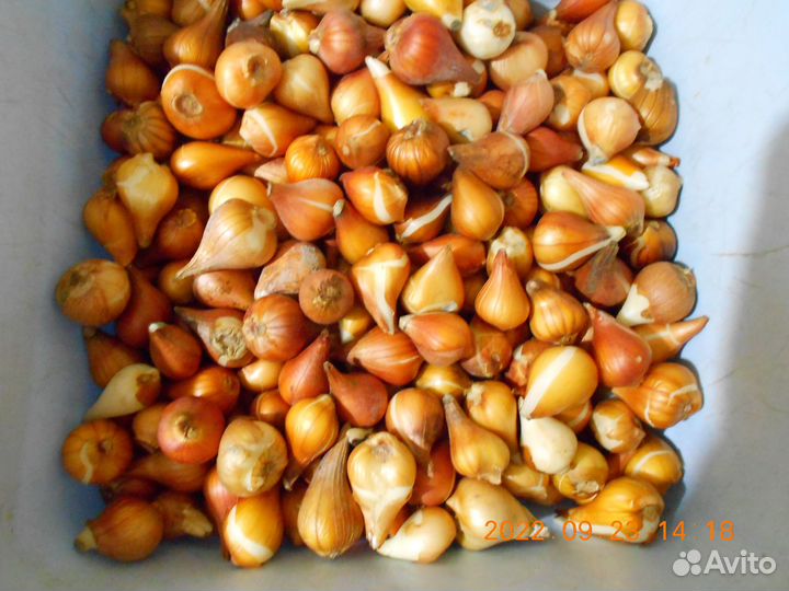 Продам луковицы тюльпанов, мелкая выборка
