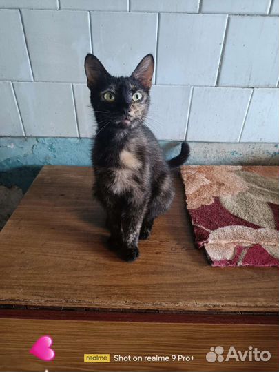 Сонечка с печальной судьбой