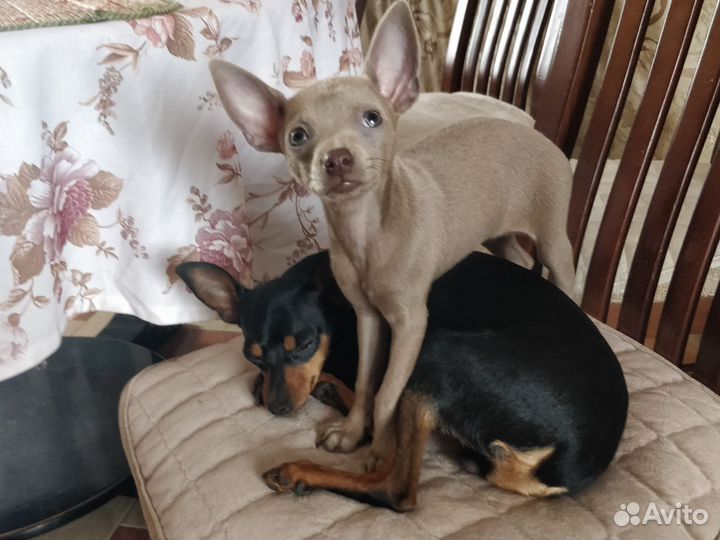 Щенки русский той-терьер