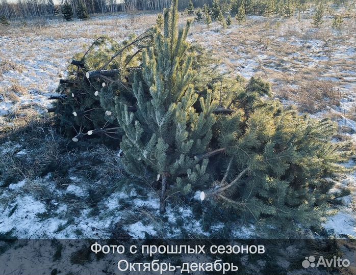 Сосна сентябрьская рождественская опт