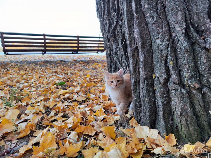 Котенок рыжий в добрые руки