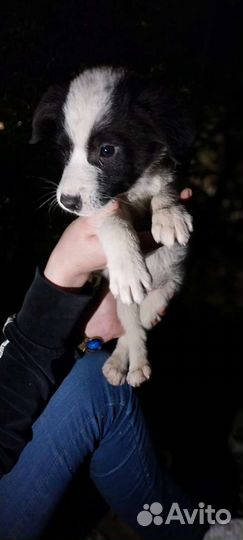 Собака в добрые руки щенок