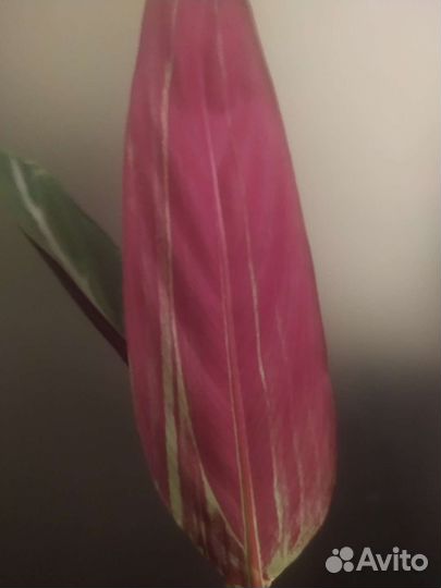 Строманта триостар