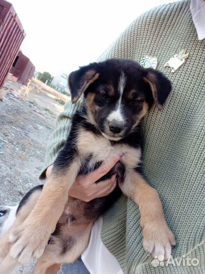 Метис хаски щенки