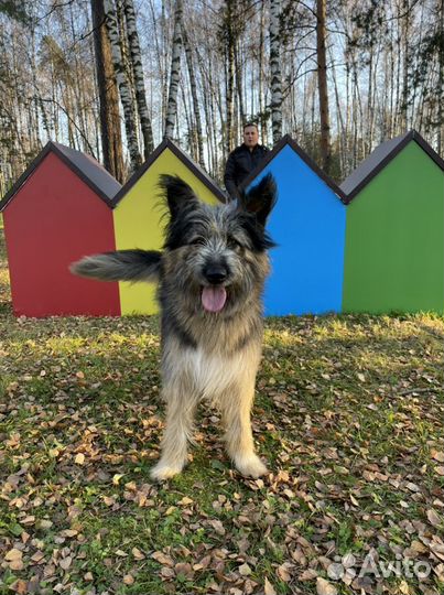 Собака мечты Миша