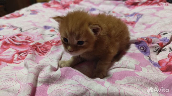 Котята мейн кун