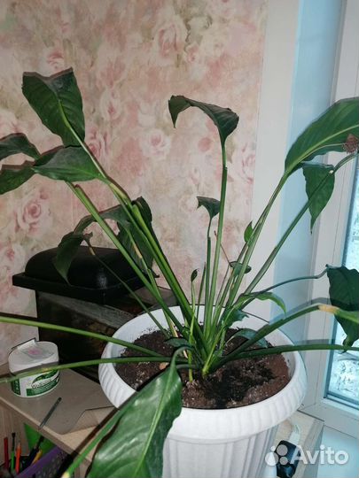 Спатифиллум