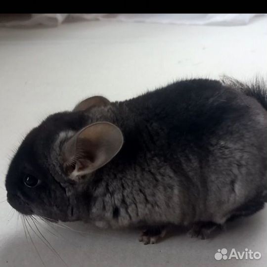 Шиншилла