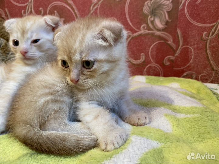 Британские котята