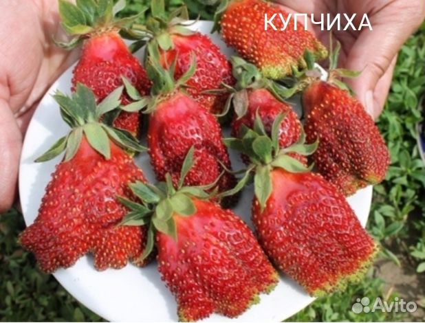 Клубника рассада