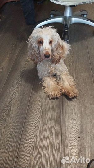 Английский кокер спаниель