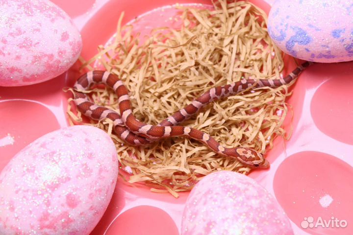 Маисовый полоз