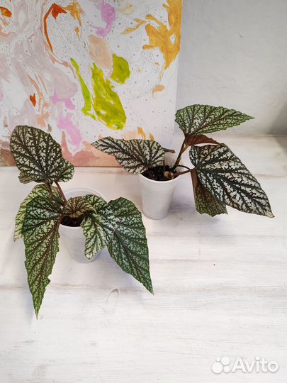 Комнатные растения