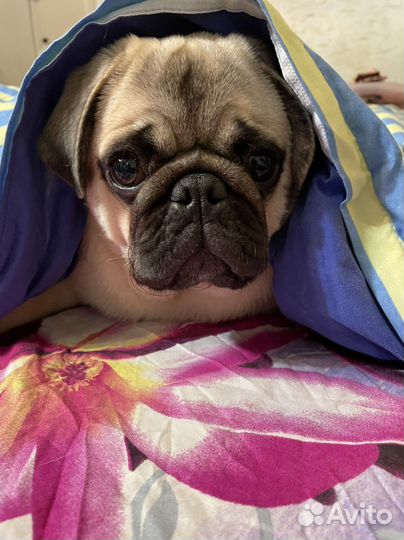 Мопс вязка мальчик