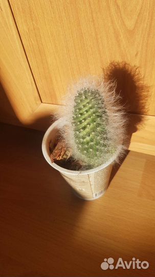 Кактус