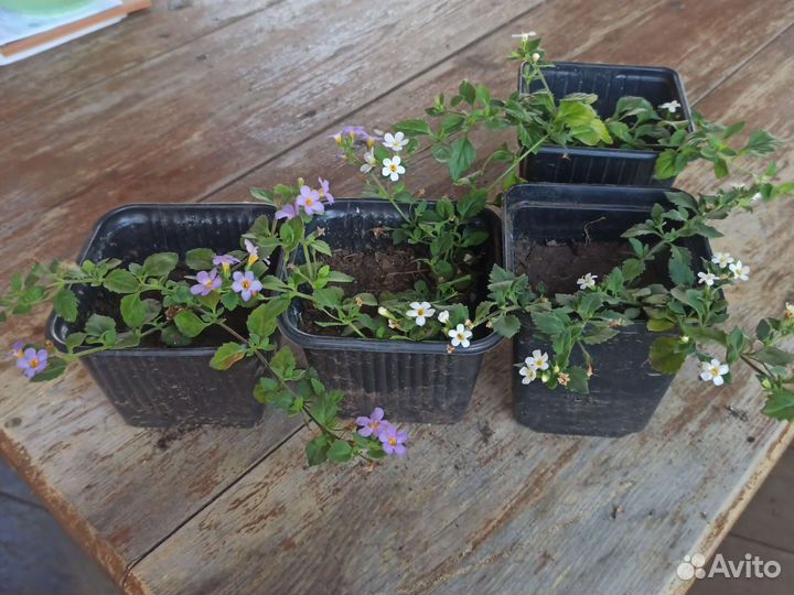 Рассада цветов