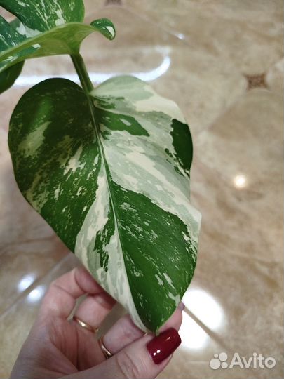 Монстера вариегатная альба