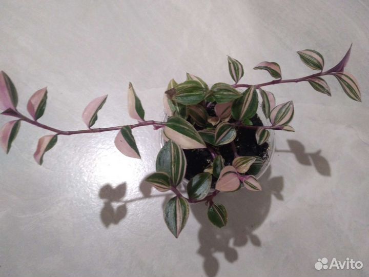 Плектрантус