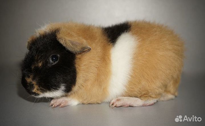 Морская свинка ам.тедди