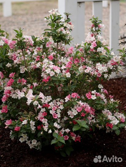 Сакура, вегейла, Дерен