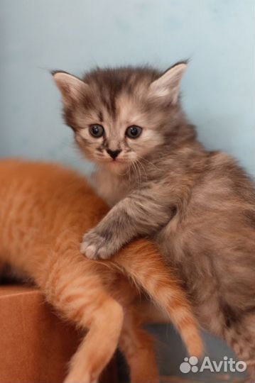 Котята бесплатно