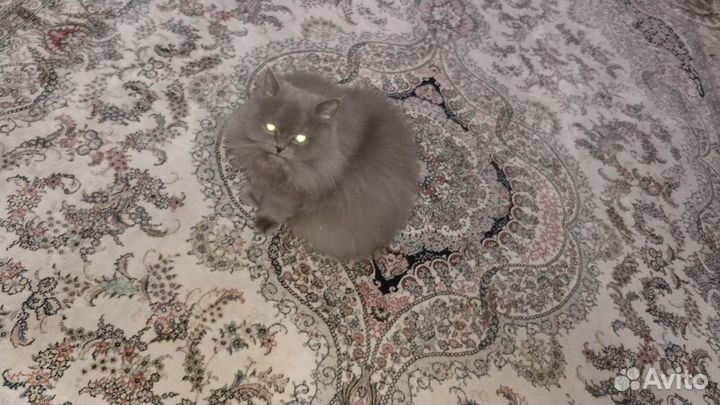 Кошачий туалет древесный наполнитель