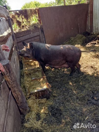 Поросята мангалица +дюрок