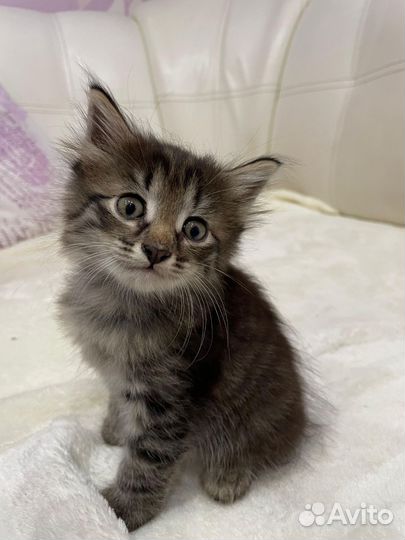 Котенок