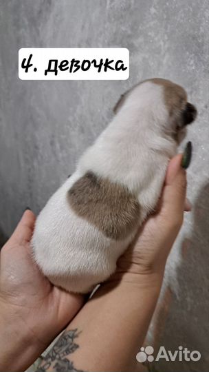 Французский бульдог щенки