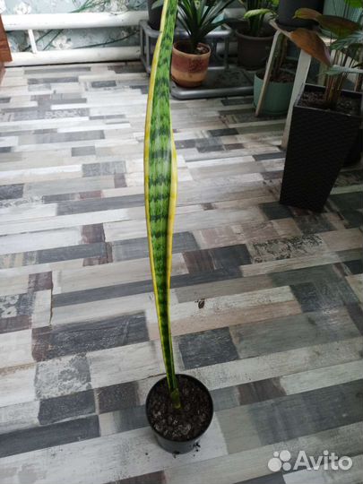 Комнатные цветы