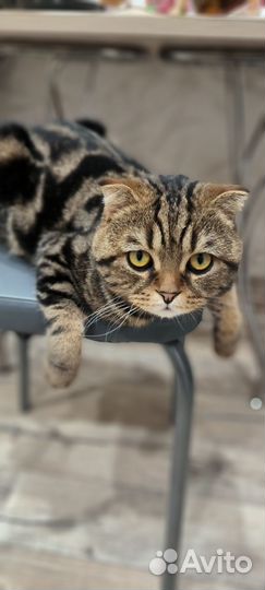 Шотландский кот вислоухий
