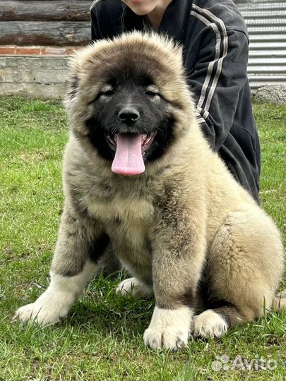 Кавказская овчарка