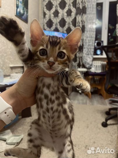 Бенгальские котята